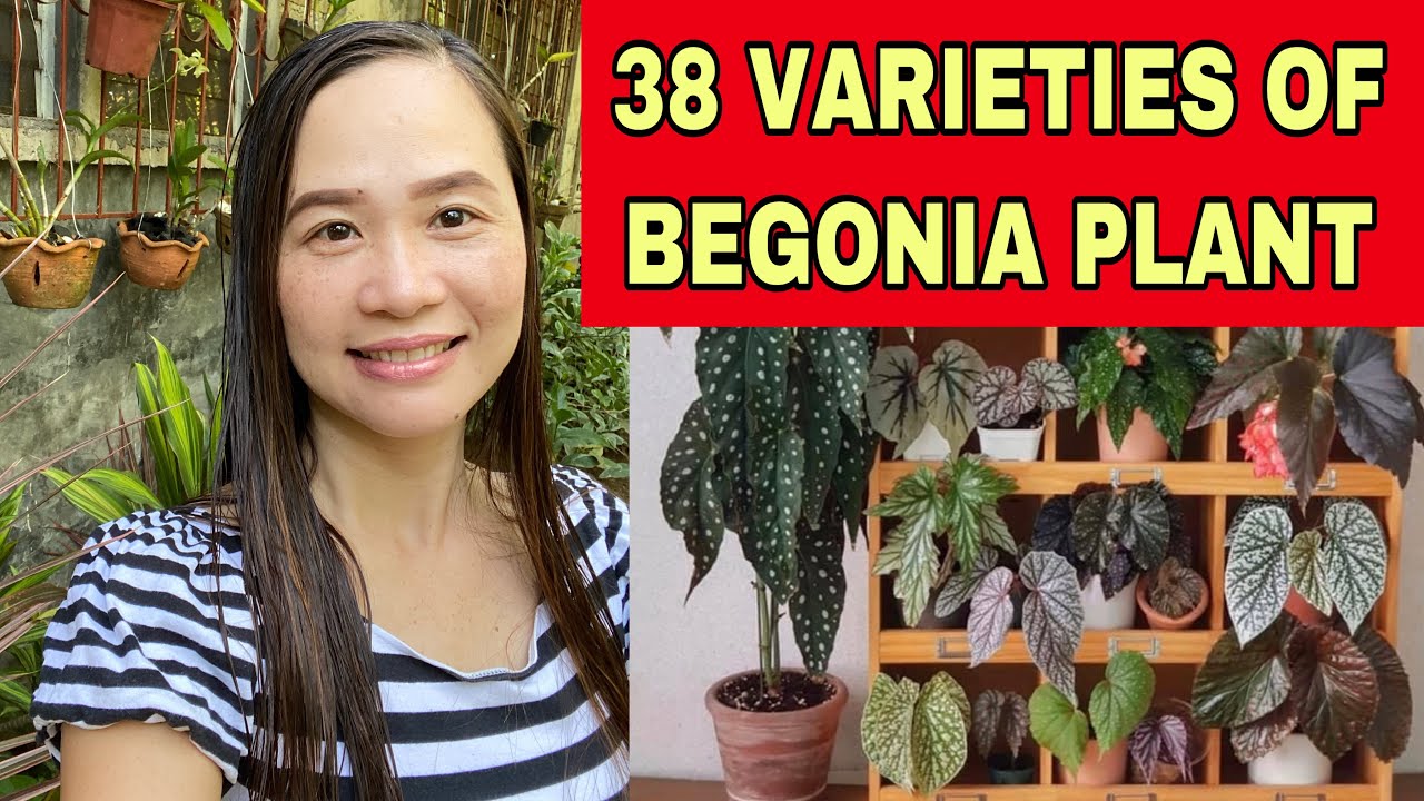 38 VARIETIES OF BEGONIA PLANT + IDENTIFICATION OF BEGONIA + BEGONIA PLANT #begonia #varieties