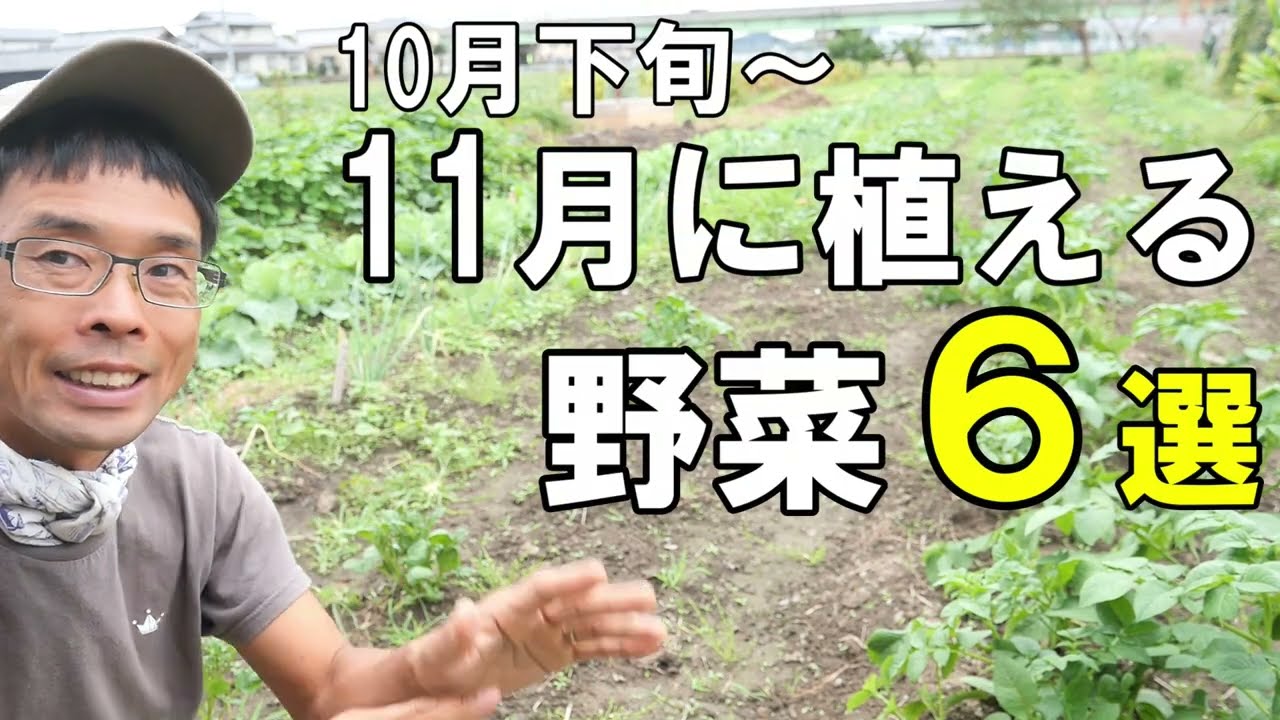 【自然農】10月下旬～11月に植える野菜と時期の理由《エンドウ/ソラマメ/麦/タマネギ/ニンニク/イチゴ/無農薬》
