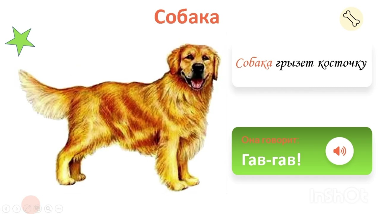 Что кушает собака? 🐕‍🦺