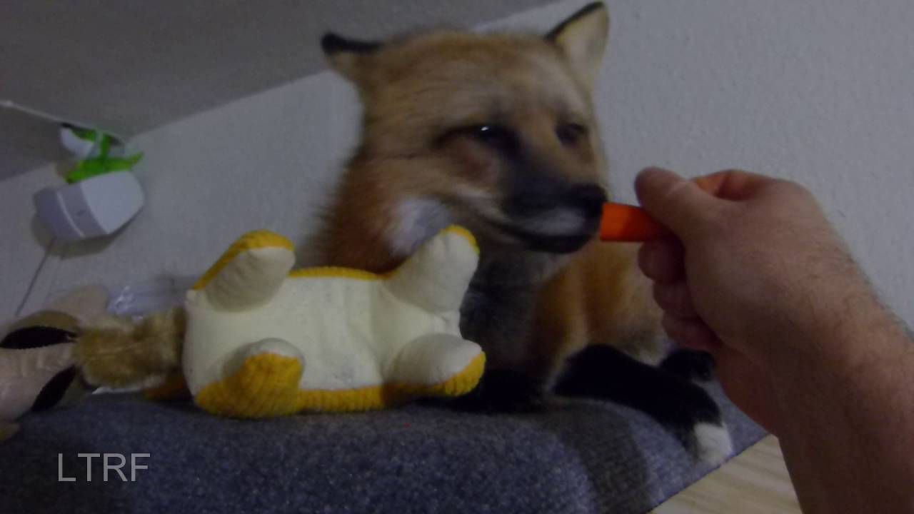 Red fox having a clean carrot