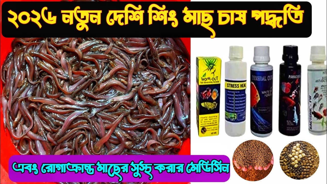 ২০২৬ নতুন দেশি শিং মাছ চাষ পদ্ধতি এবং রোগাক্রান্ত মাছের সুস্থ করার মেডিসিন