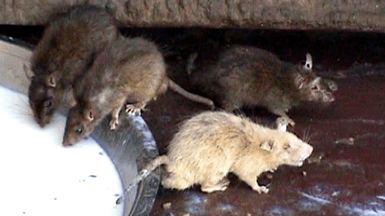 Meet the White Rat, Karni Mata Hindu Temple, Deshnok Rajasthan India