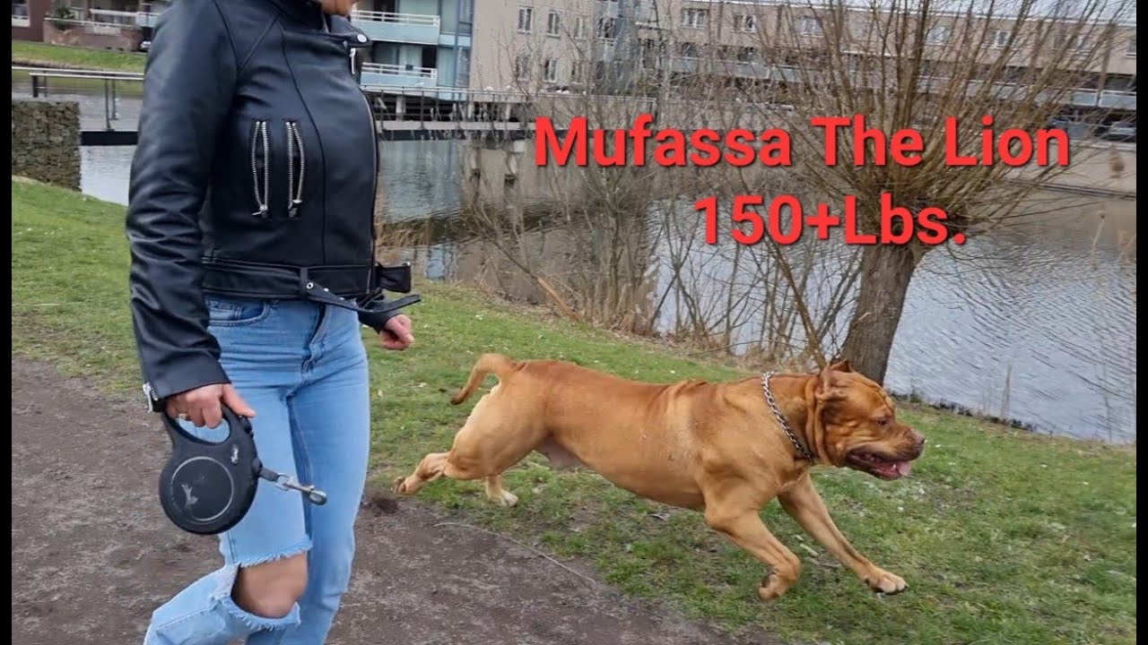 Going out with Mufassa the lion.