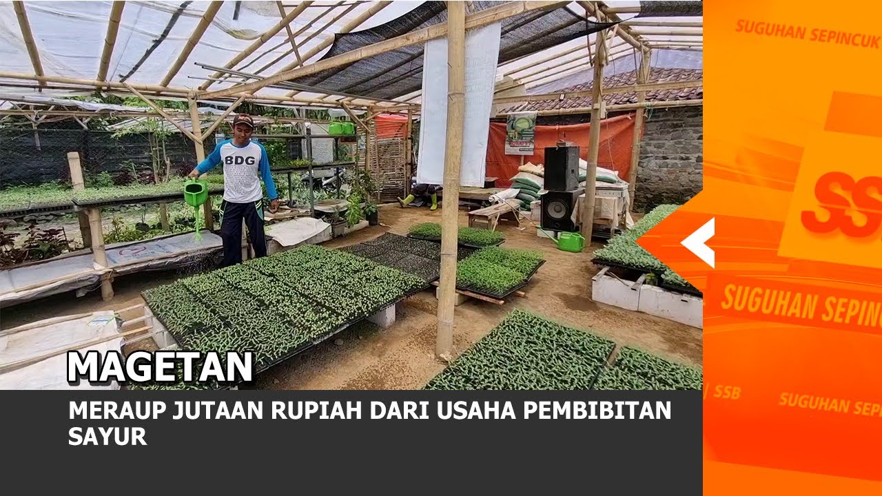 MAGETAN - Meraup Jutaan Rupiah Dari Usaha Pembibitan Sayur