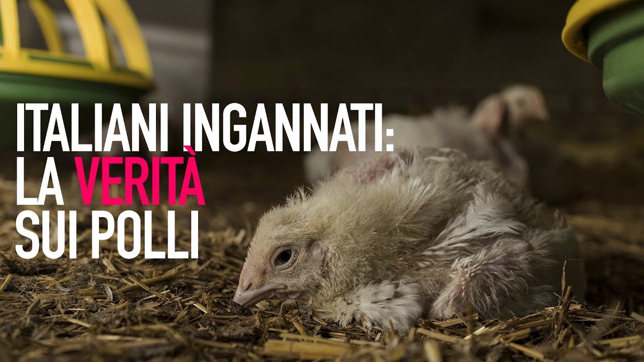 Italiani ingannati: la realt&agrave; nascosta dell'industria dei polli