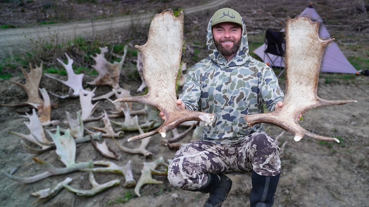 SHED HUNTING FOR NORTH WOODS MOOSE SHEDS