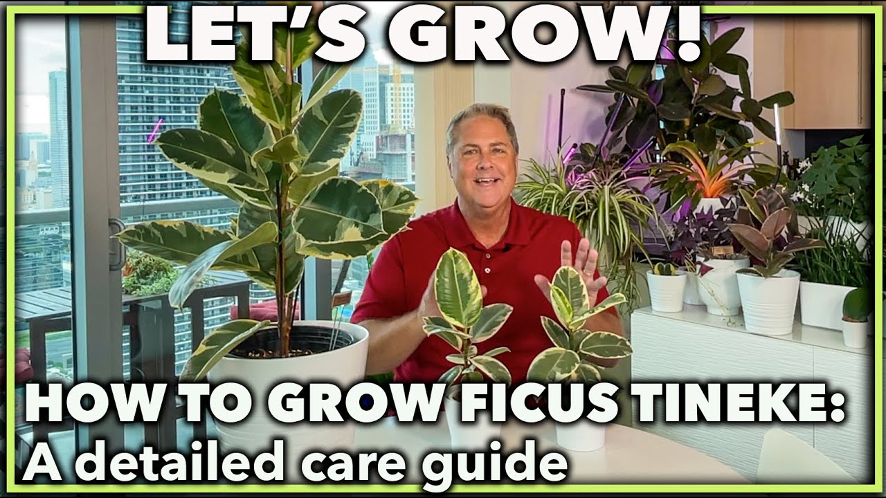 FICUS ELASTICA TINEKE