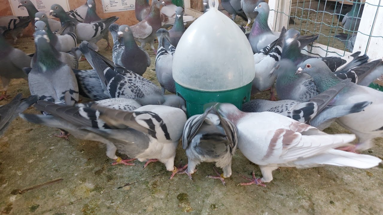 نصيحة بخصوص اللقاح والمسامحة على هاذ الفيديو الصغير 🙏لأنه أصلا مالقيتش الوقت باش نسجل 💚💚🕊🕊