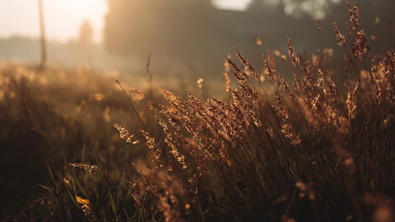 dreamy melodies ✨ a peaceful piano playlist