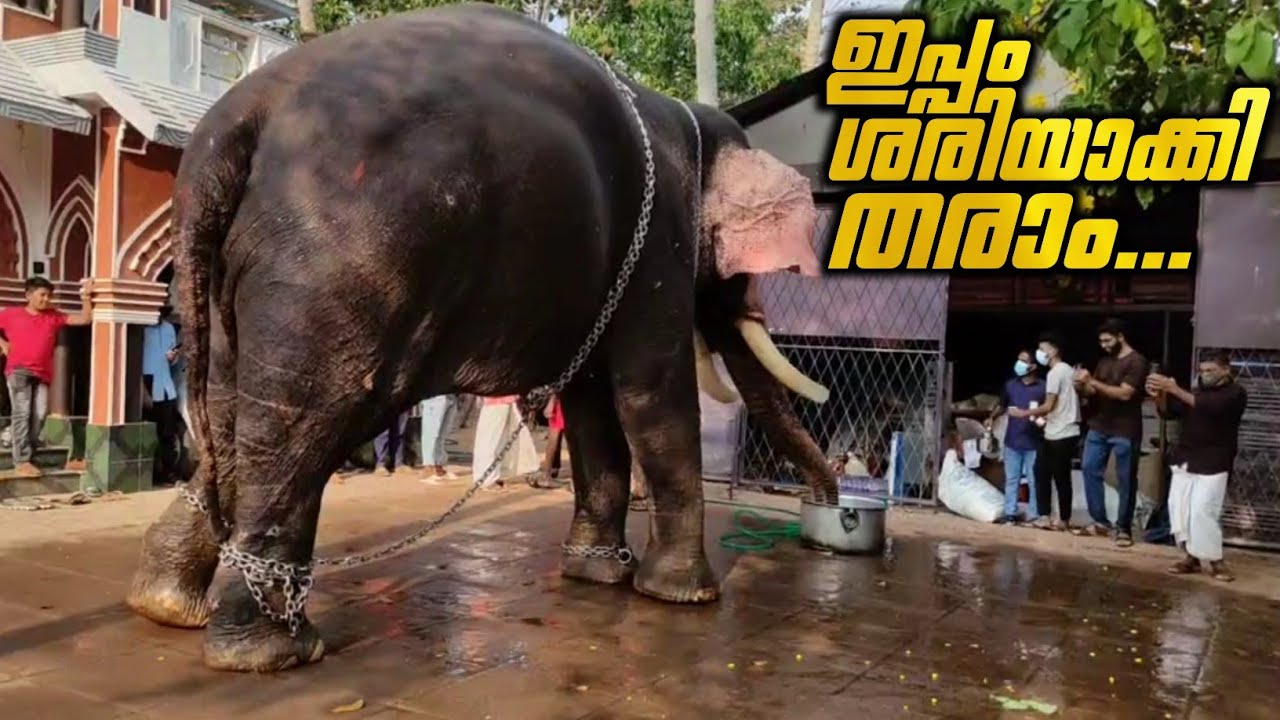 ചോദിക്കാതെ വീഡിയോ എടുത്തവർക്ക് നന്ദൻ കൊടുത്ത പണി 😂 | Guruvayoor Nandan Funny Video | Kerala Elephant