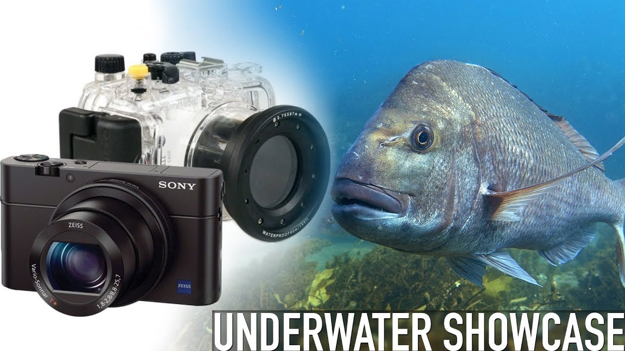 Sony RX100 III Underwater Showcase