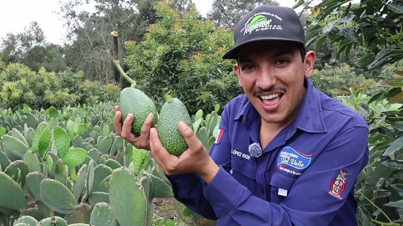 Aguacate Hass Méndez y Hass Jimenez para mercado Nacional, Exportacion, E industria CAP 2 