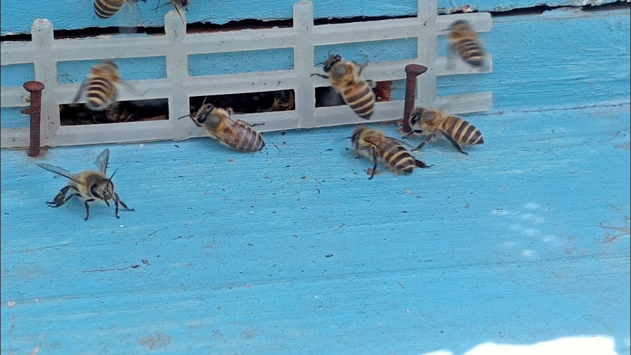 How to prevent Swarm from Absconding with the help of Queen Gate