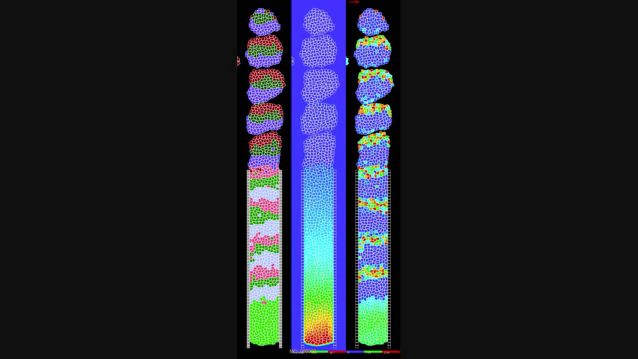 Multi-Cell,Multi-Scale Somitogenesis Model