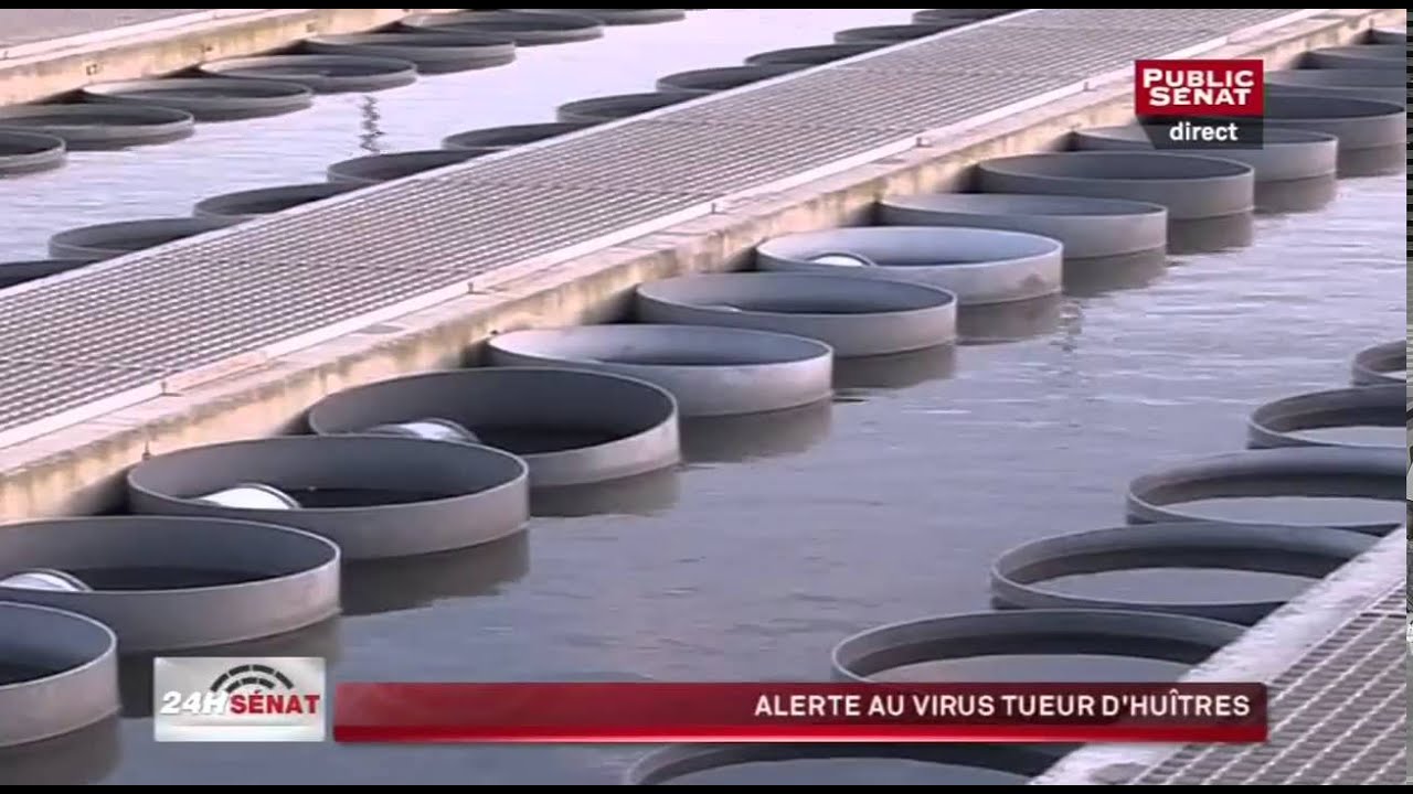 Huitres triploides : Alerte au virus tueur !