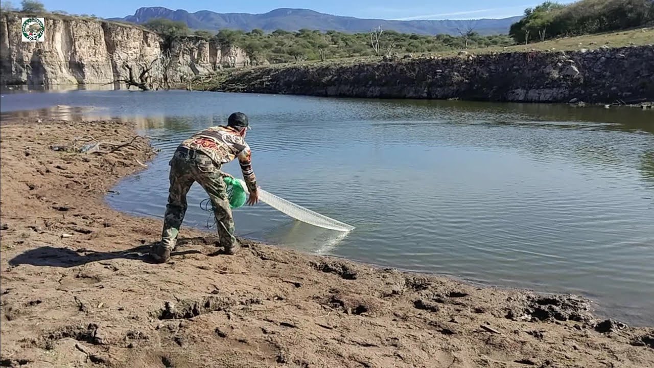 Los mejores tarrayazos de tilapias monstruo en el arroyuelo del año 2025