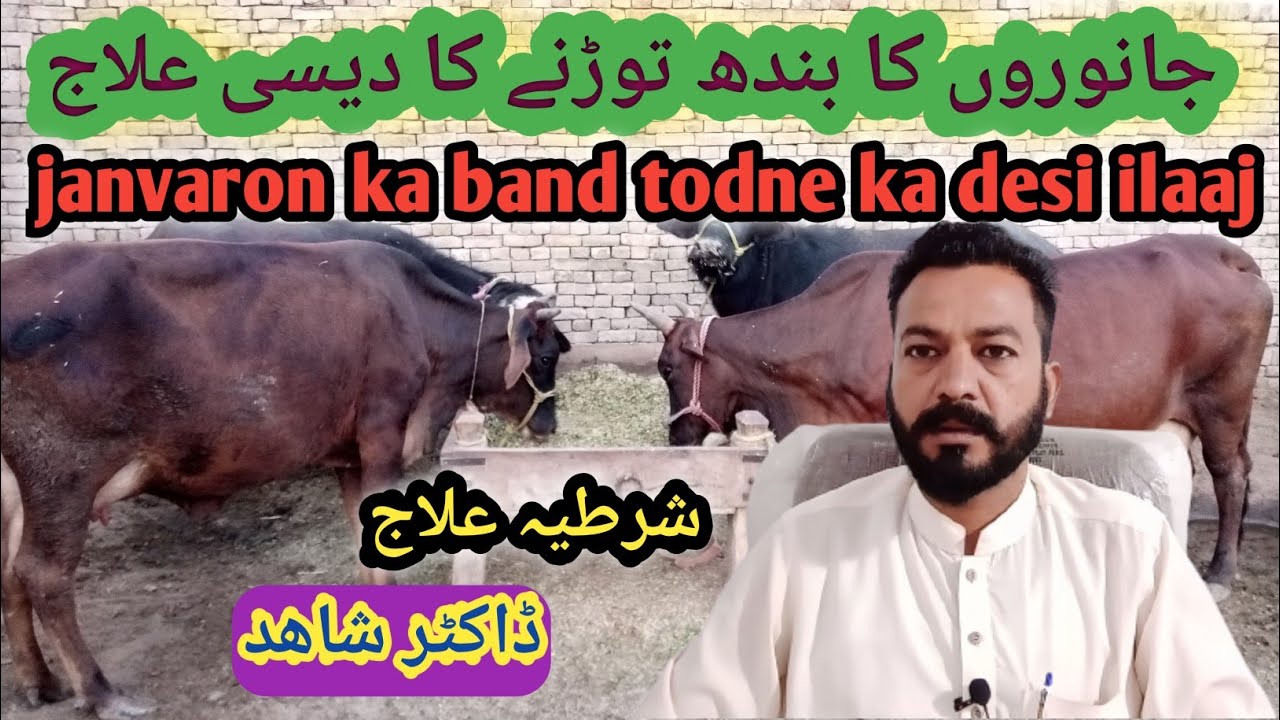 Dairy farm|| janwar ke band ka ilaj By Dr Shahid