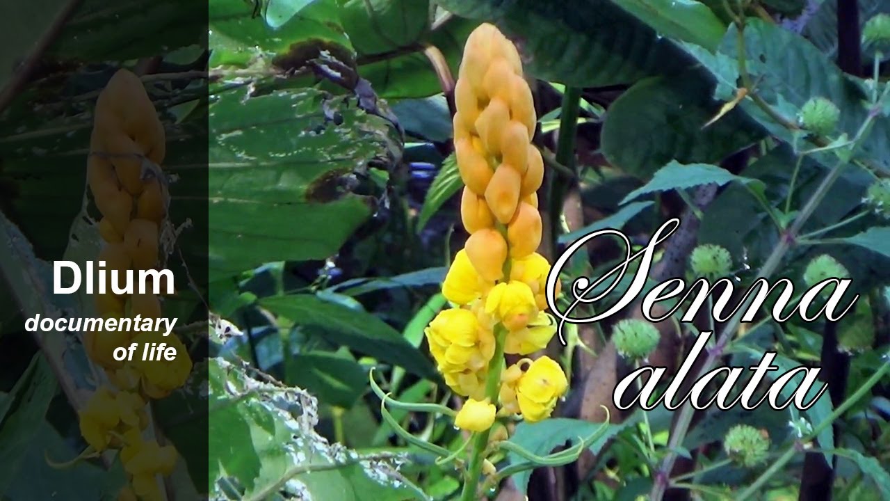 Candle bush (Senna alata) - part 2