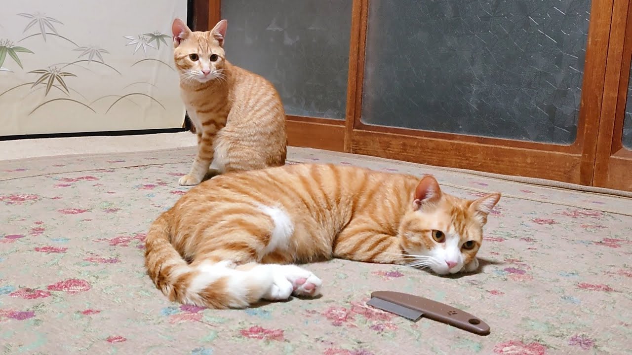 暖かくなりノミの季節☀️ 最強ノミ保護猫ラッキーとモックンノミくししてみたら