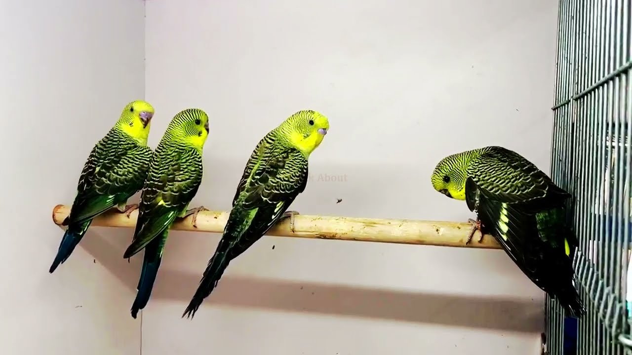 Blackwing Budgies #black #beautiful #birds
