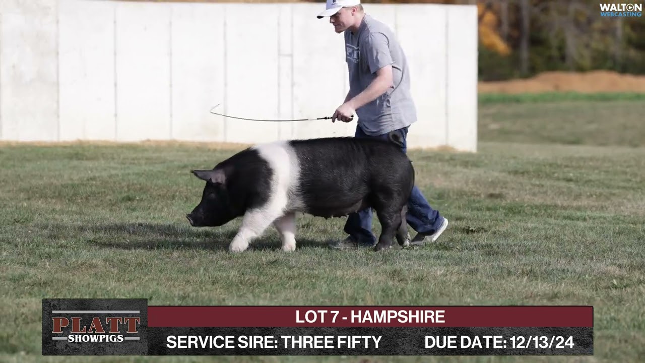 LOT 7   HAMPSHIRE - Platt Showpigs - October 29, 2024 Online Sale