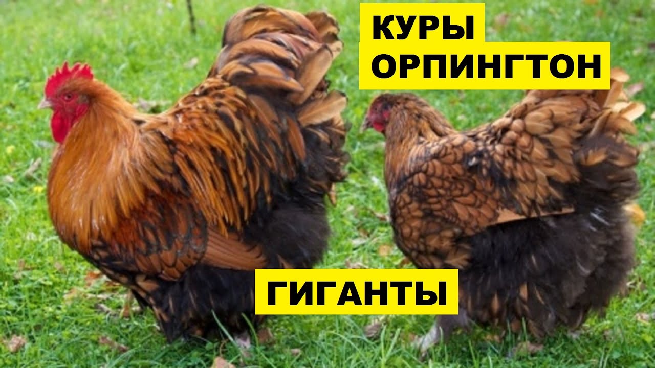 Разведение кур породы Орпингтон как бизнес идея | Куры Орпингтон