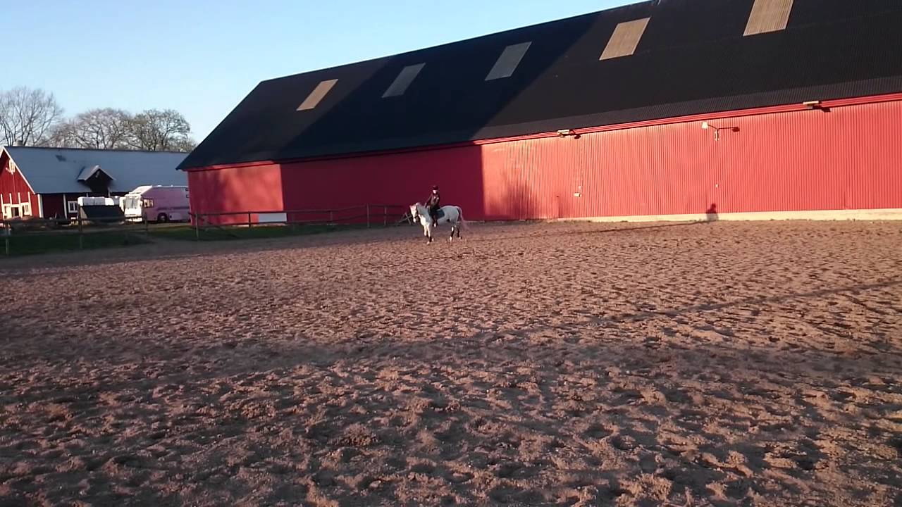Tindra i paddock Krankel&ouml;sa 2
