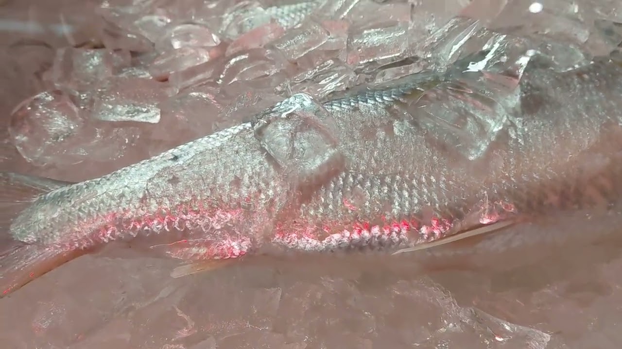 আল প্রিমিয়াম থেকে মাছ কিনলাম.