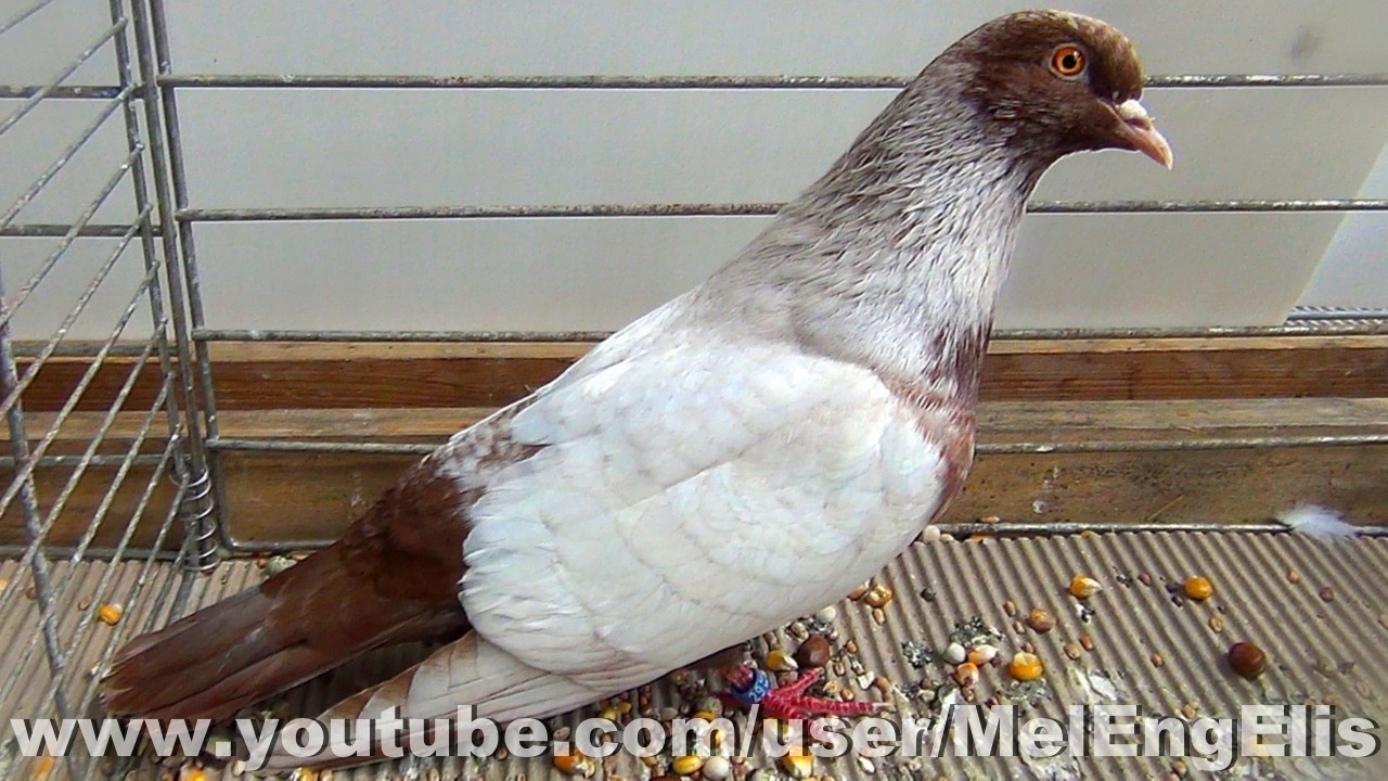 Pigeons Chardonneret Danois à fond rouge - Danish Suabian Pigeon - S.A.E. - Évreux 2026