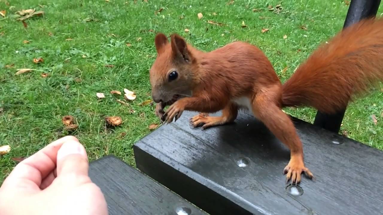 iPhone 5S slow motion demo 10 - Wiewi&oacute;rki!