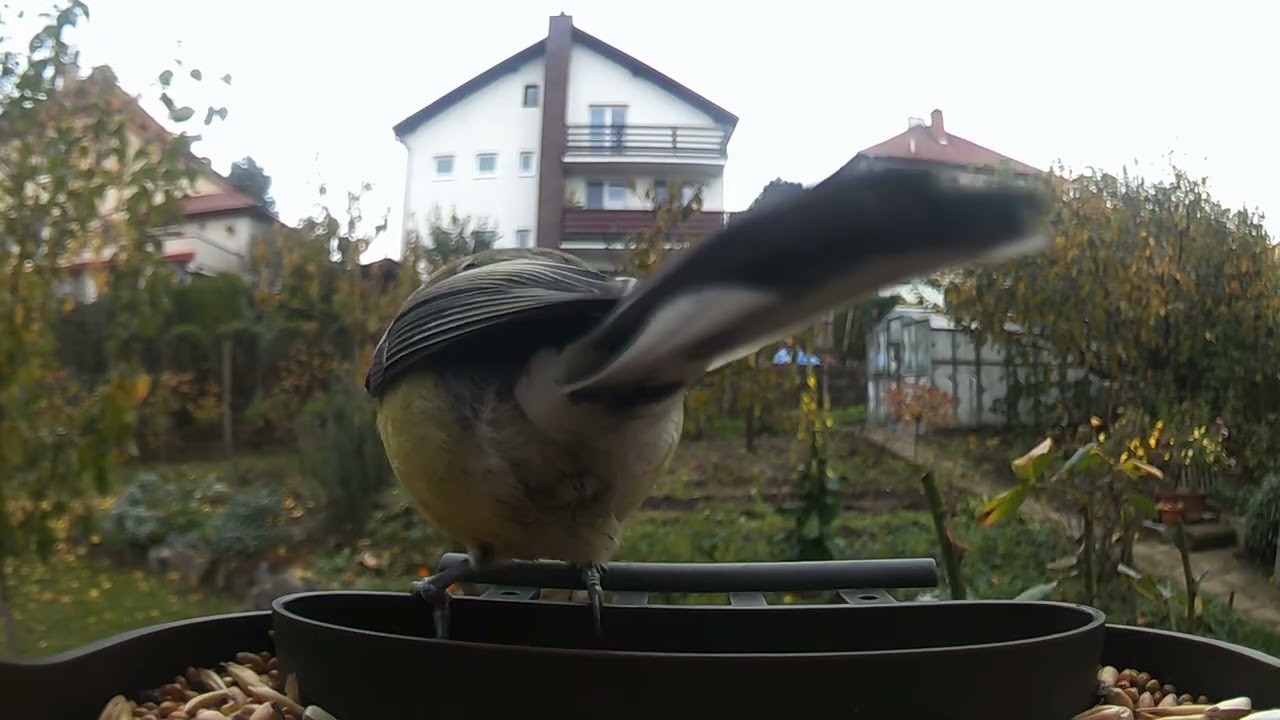Birds 95