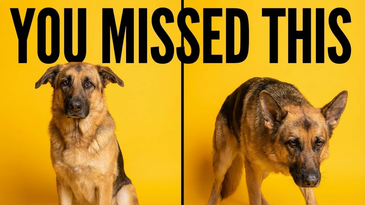 WHY GERMAN SHEPHERDS DECIDE LONG BEFORE YOU NOTICE ANYTHING IS WRONG
