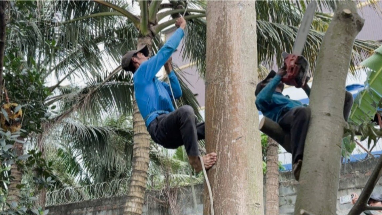 Cưa  cây  gòn  sát nhà  .Technical sawing and cutting trees 