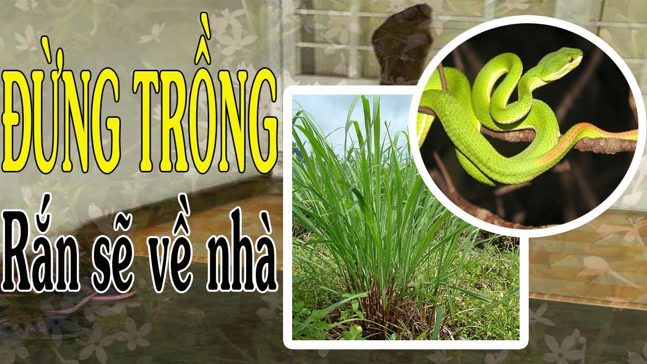 Nguy hiểm với các cây trồng đang hút rắn về nhà | Rắn sợ cây gì nhất ? Trồng cây đuổi rắn ngay