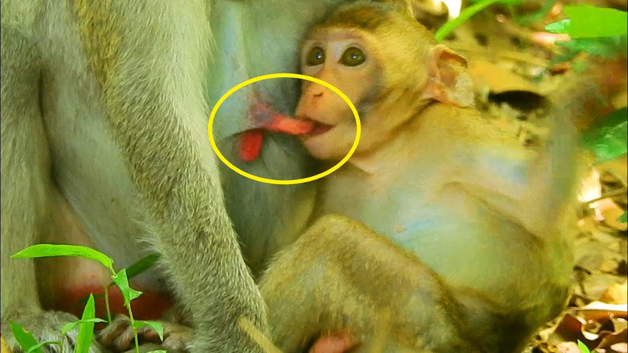 Asking Milk New Style !!! Janna Try To Small Test Milk Mom | Poor Janna Don't forget Milk