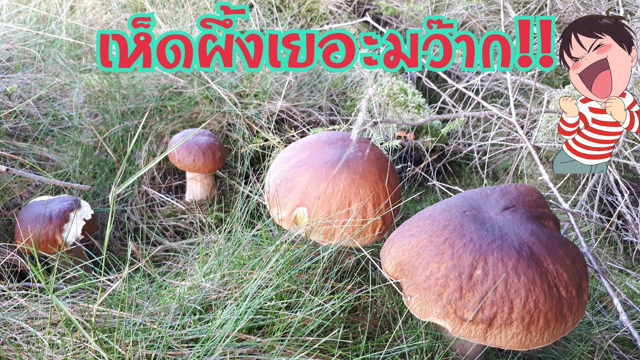 วันนี้เก็บเห็ดได้เยอะมากๆ🍄🍄20/9/18
