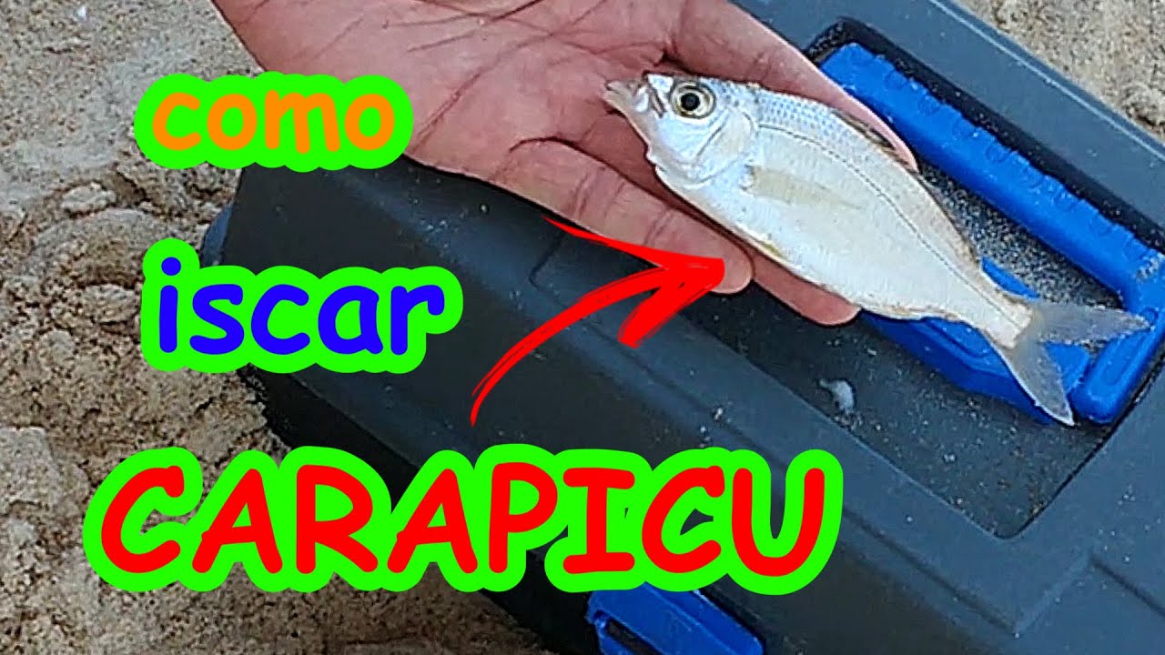 como iscar CARAPICU para Pesca de Praia - ANCHOVAS e ROBALOS não resistem