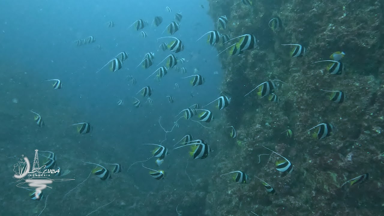 Surges, sharks, seakrates and barracudas!