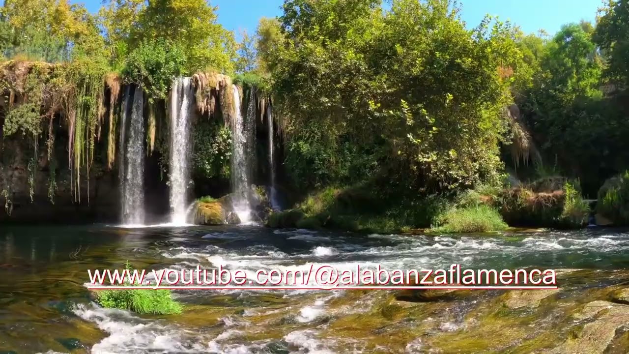 alabad siervos del señor