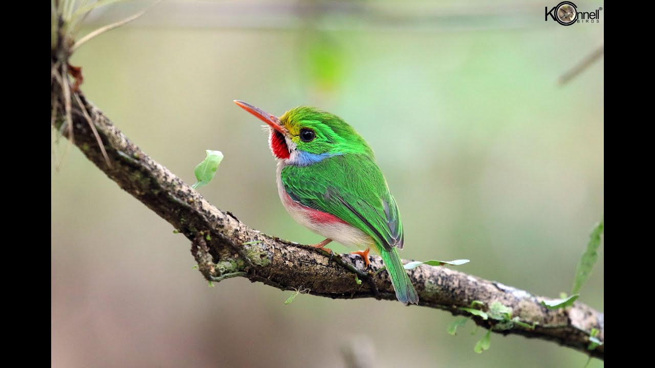 A Quick Look at Some of the Cuban Birds by Arturo Kirkconnell Jr