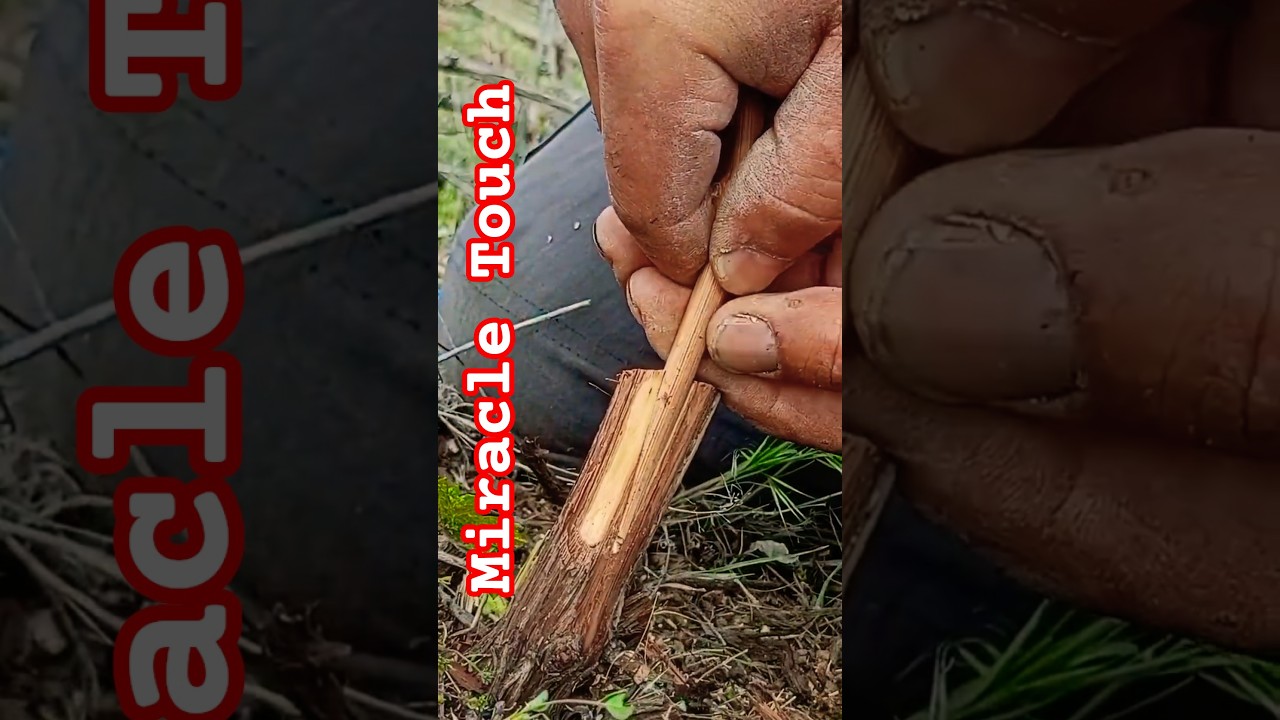 How to Graft Grapes? Wedge and Bud Grafting In Which Month? (Video Applied Tutorial) 🍇✅