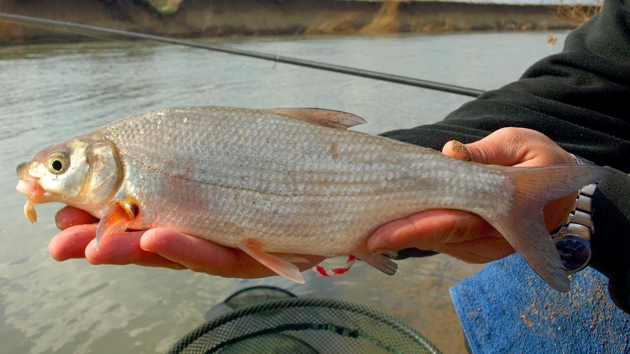 Сезонът на морунажите - част 1 / Vimba bream time - part 1