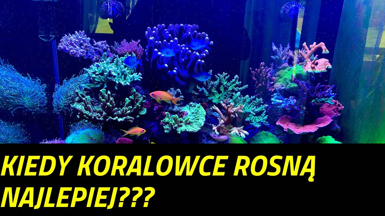 Kiedy koralowce mają największe przyrosty? Akwarium morskie 350l. REEF Tank 92g