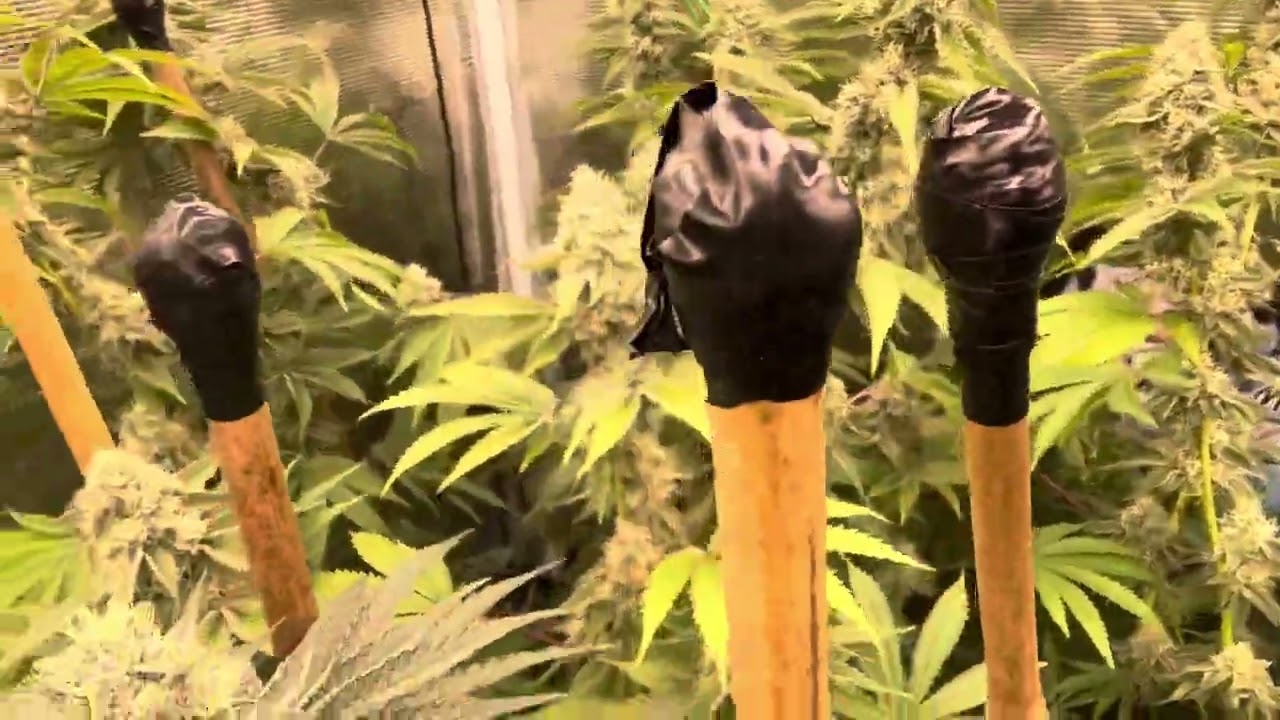 Fat Nugs