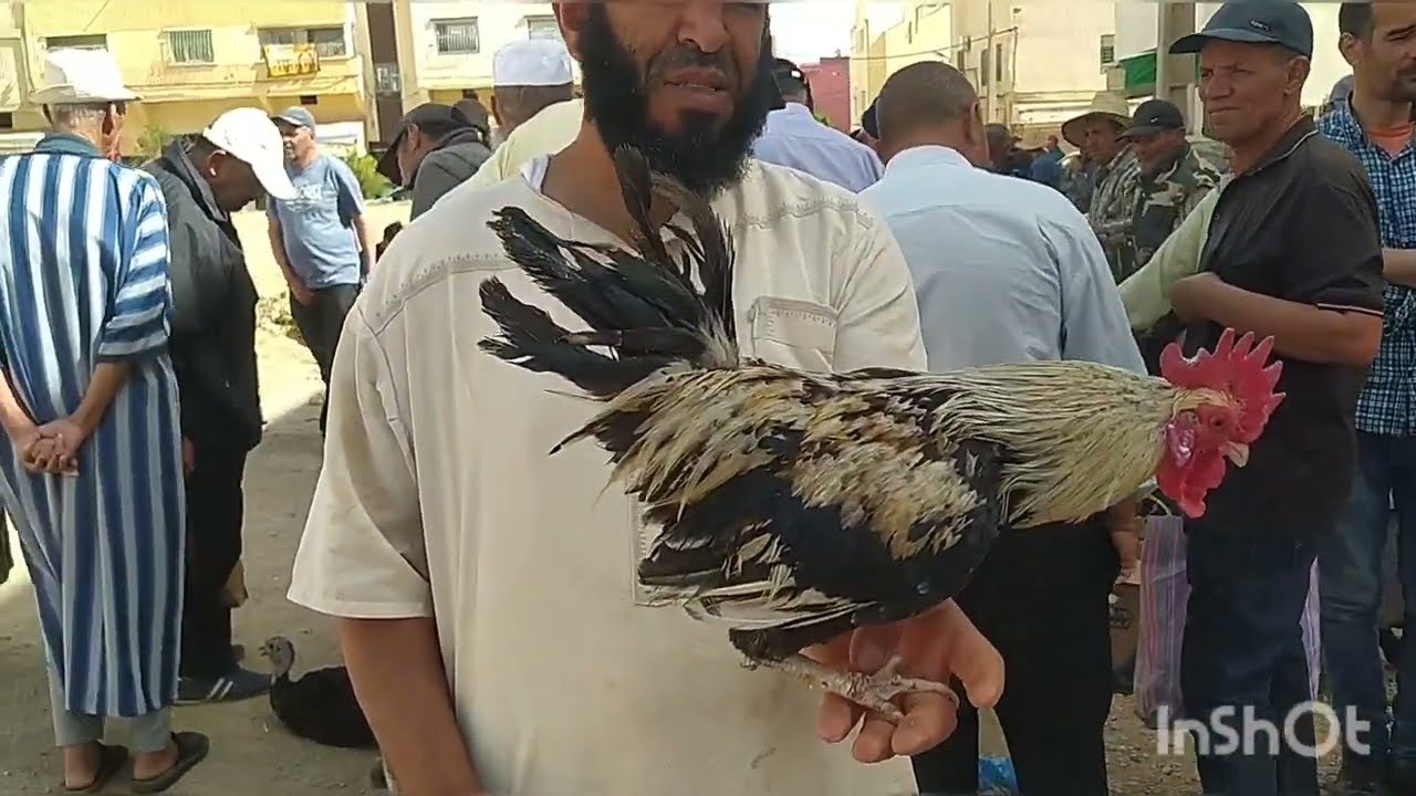 السوق الاسبوعي بمدينة صفرو بعد ان عرف الدجاج الرومي تسيب وغلاء وجشع .الحمام والدجاج والارانب والبيض