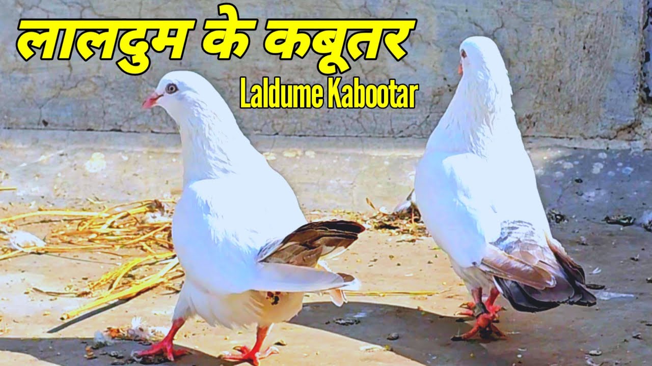 Laldume Kabootar | ललदुमें कबूतर | Kaldume Kabootar | Nildume Kabootar | Jaipur Tonk Pigeons