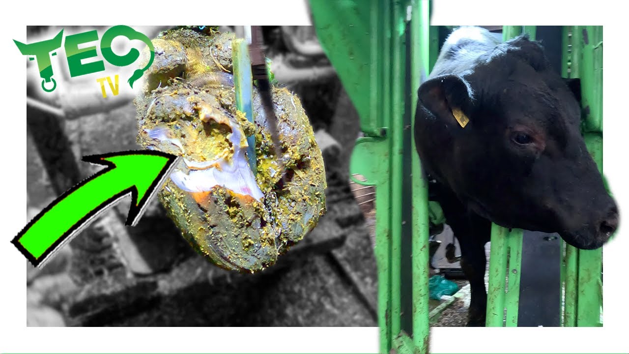 BIG BLACK BULL SPLITS his HEEL