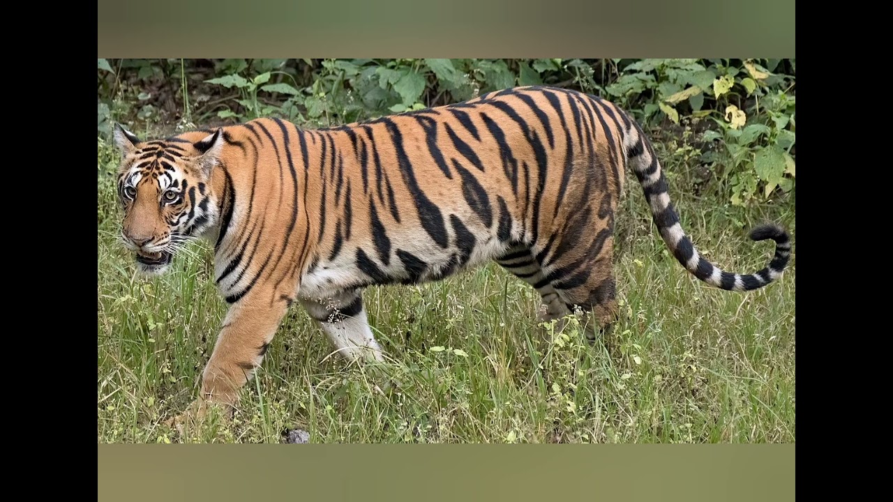 Nepal double it's tiger population