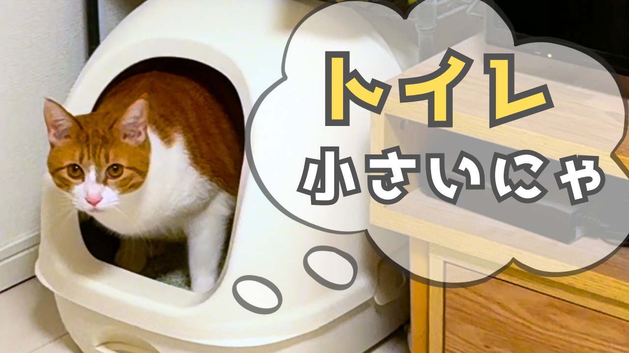 大きくなった猫のトイレを買い替えた結果…