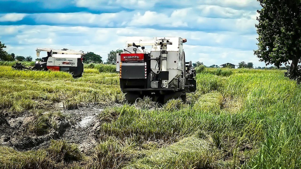 Kubota DC-105X Harvesting - Processe Fast​Cutting rice - Agriculture crop machine.